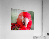 Red Parrot  Acrylic Print