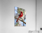 Cardinal in tree Acrylic Print
