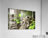 Chipmunk on tree Acrylic Print