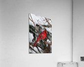 Vertical Cardinal Acrylic Print