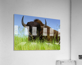 Female Bison Acrylic Print