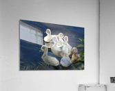 Sygnets Acrylic Print