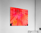 Hibiscus  Acrylic Print
