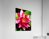 Pond Lily Acrylic Print