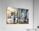 Tiger Acrylic Print