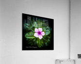 Purple Passion Acrylic Print