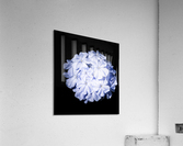 Blue Plumbago Acrylic Print