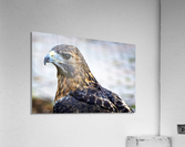 Hawk  Acrylic Print