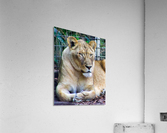 Lioness Acrylic Print