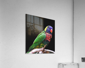 Lorikeet Acrylic Print