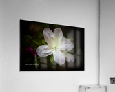 White Azalea  Acrylic Print
