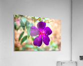 Purple flower Acrylic Print