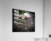Flamingo Acrylic Print