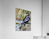 Anhinga Acrylic Print