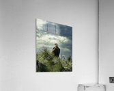 Eagle Acrylic Print