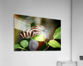 Stripped Butterfly Acrylic Print