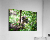 Florida panther Acrylic Print
