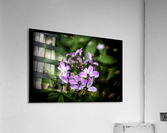 Beeplant Acrylic Print