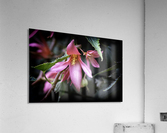 Begonia  Acrylic Print