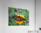 Monarch on Marigold Acrylic Print
