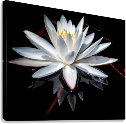 Forked Lake Lily Canvas Print