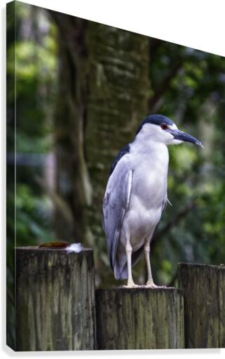 Night Shade Heron Canvas Print