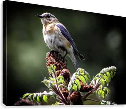Bluebird on Sumac Canvas Print