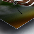 Stripped Butterfly Metal print