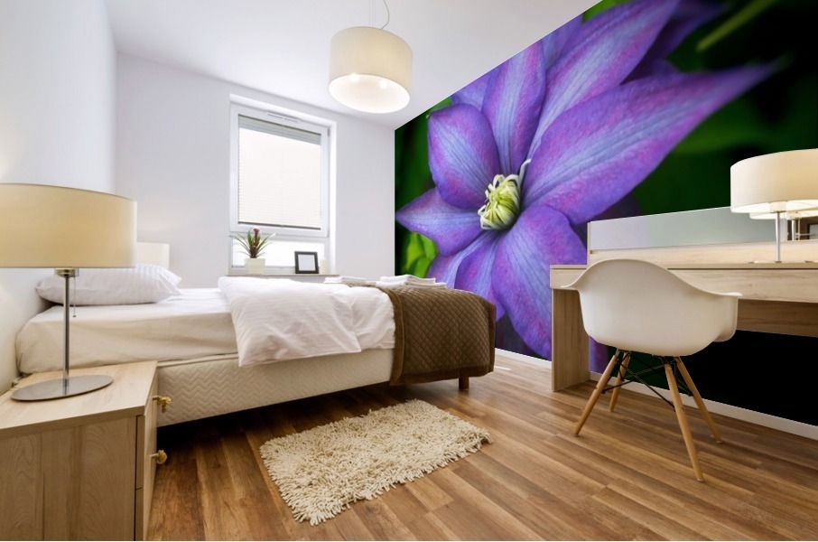 Climbing Clementis Mural print