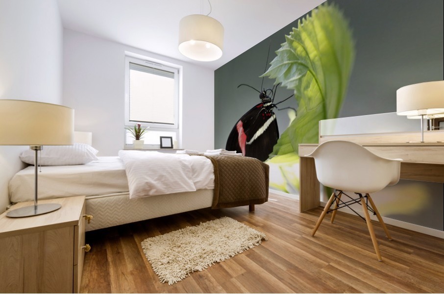 Black butterfly Mural print