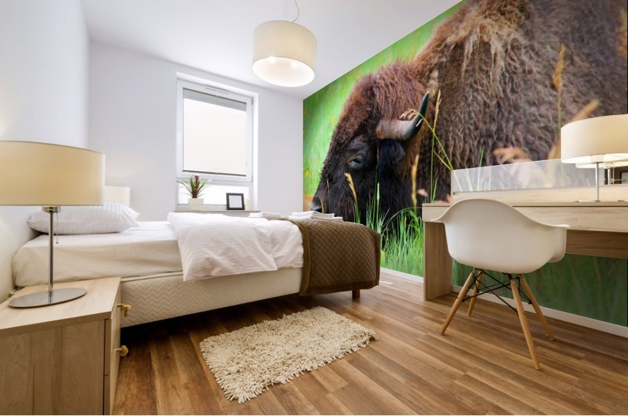 Bison Resting Mural print