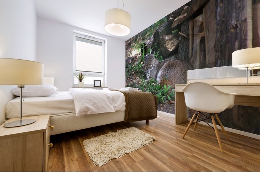 Bobcat Mural print