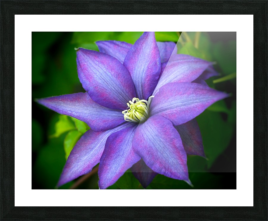 Climbing Clementis Picture Frame print