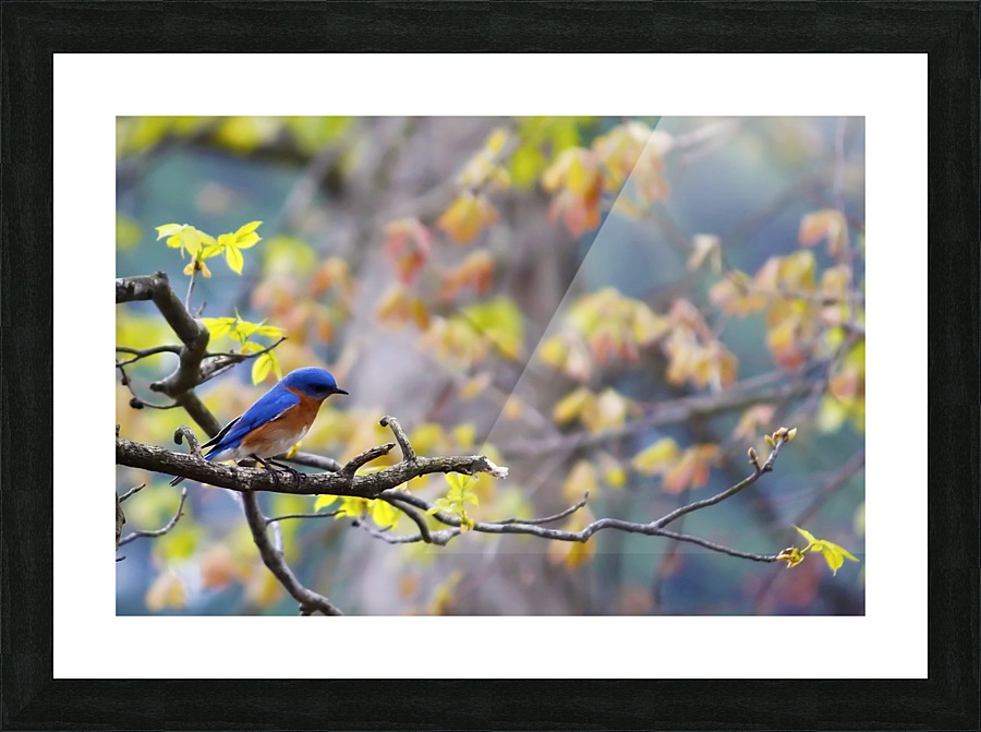 Blue Bird Picture Frame print