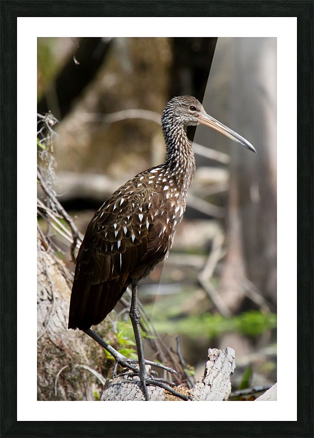 Juvenile Ibis Picture Frame print