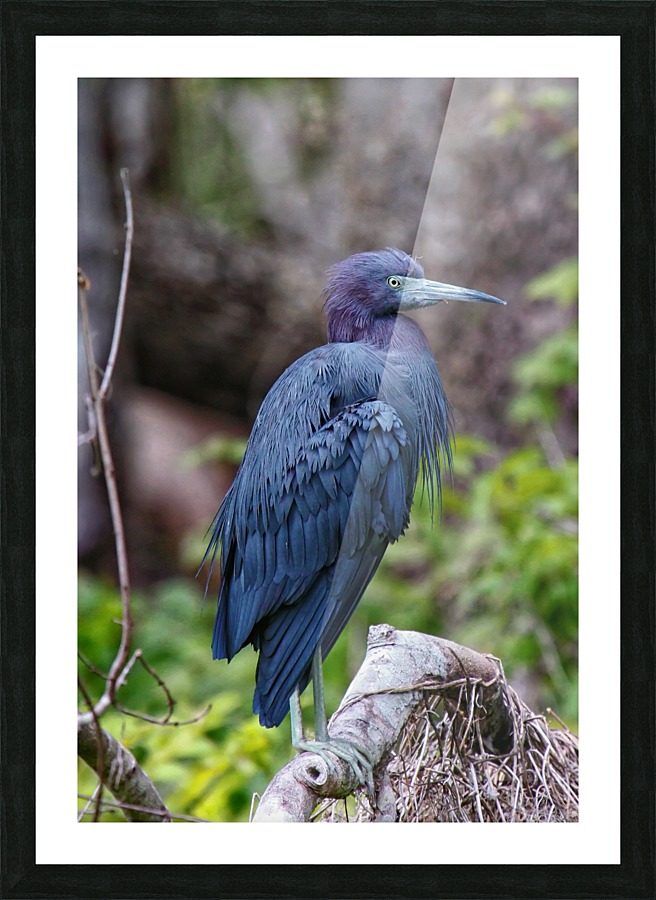 Blue Heron Picture Frame print