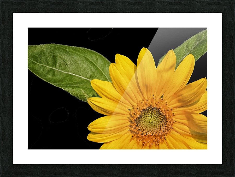 Sunflower  Picture Frame print