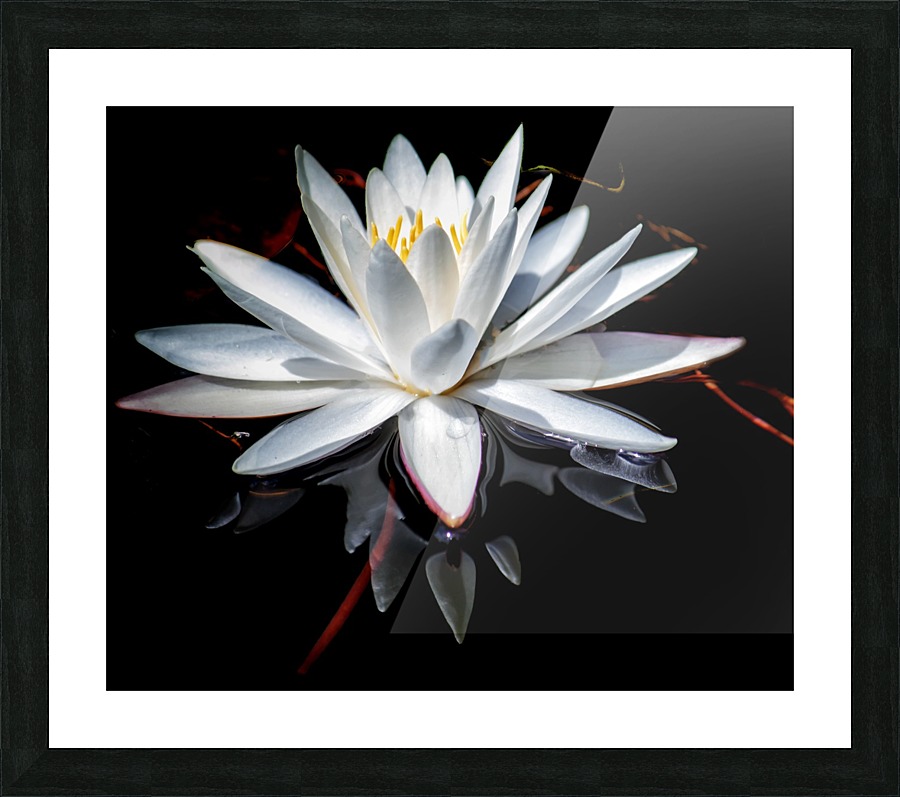 Forked Lake Lily Picture Frame print