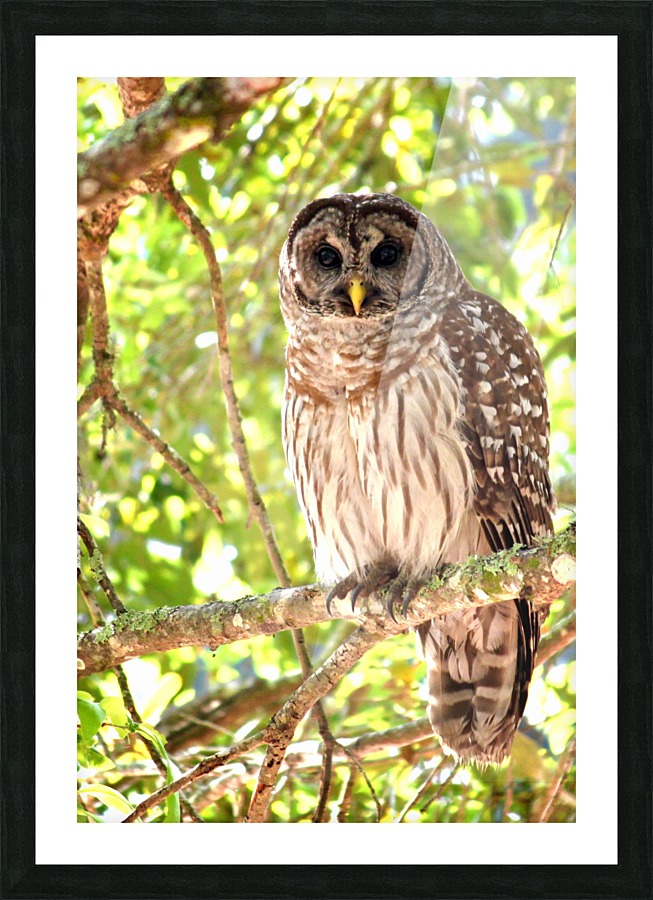 Barred Owl Picture Frame print