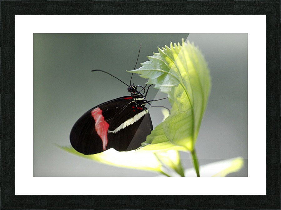 Black butterfly Picture Frame print
