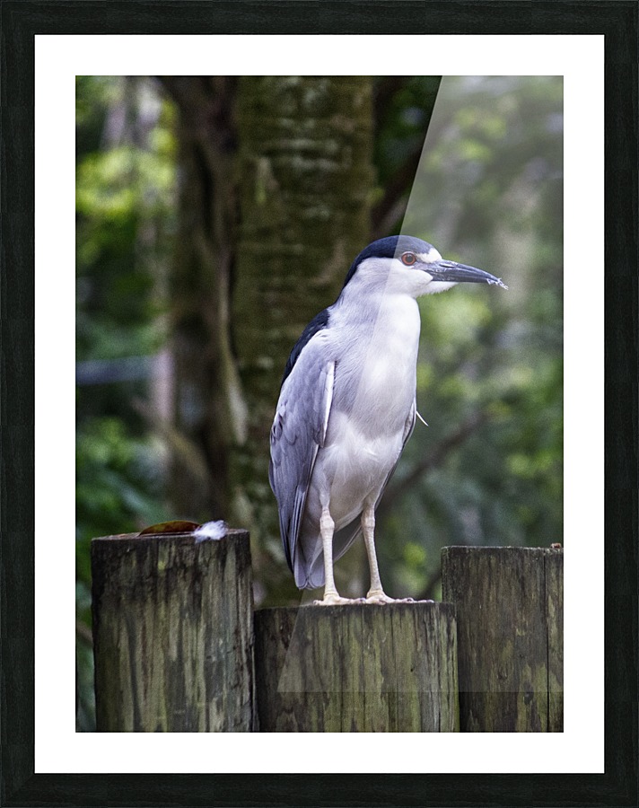 Night Shade Heron Picture Frame print