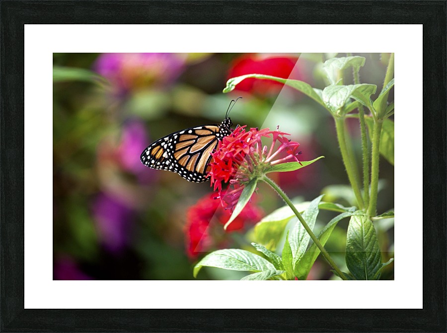 Butterfly Picture Frame print