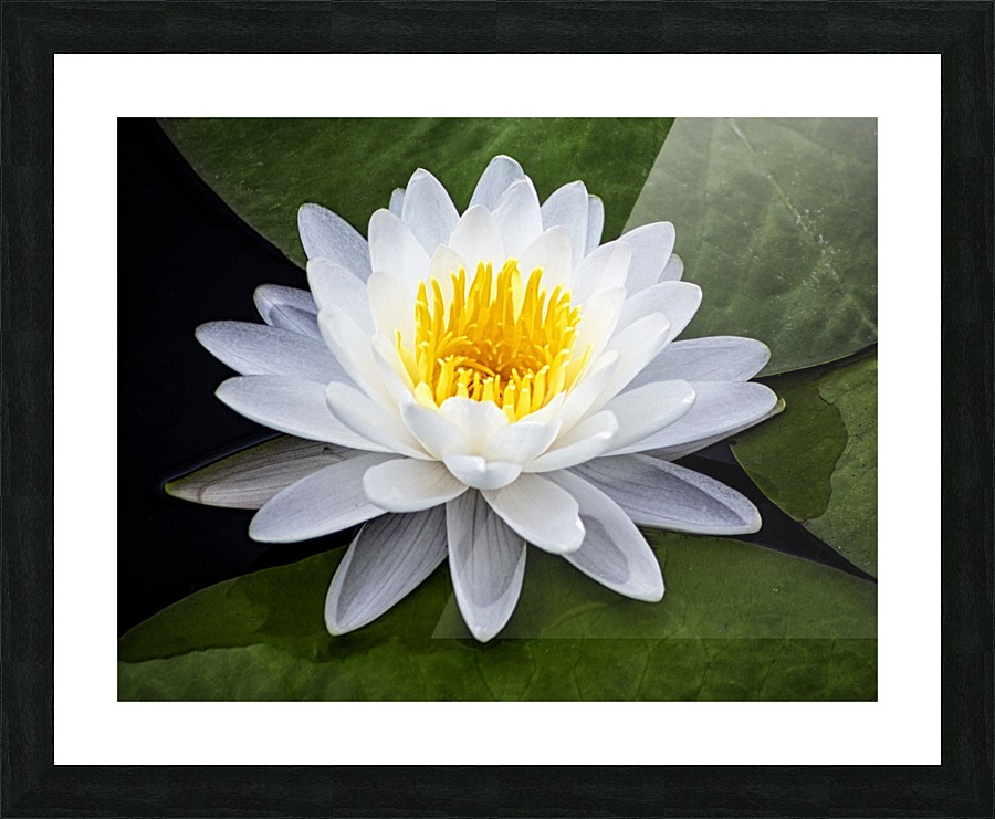 LIly Picture Frame print