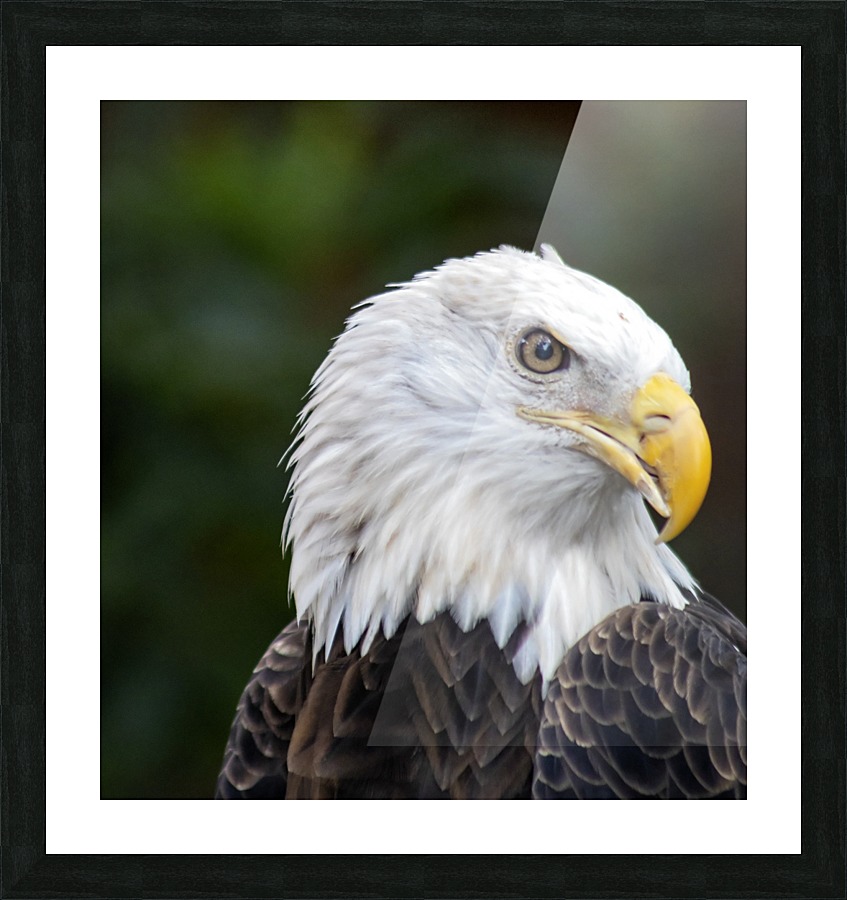 Bald Eagle Picture Frame print