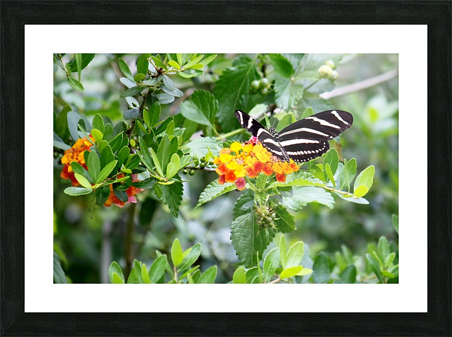 Zebra Butterfly Picture Frame print