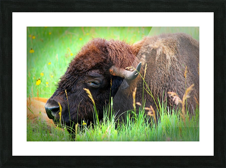 Bison Resting Picture Frame print
