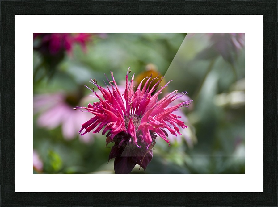 Bee balm Picture Frame print