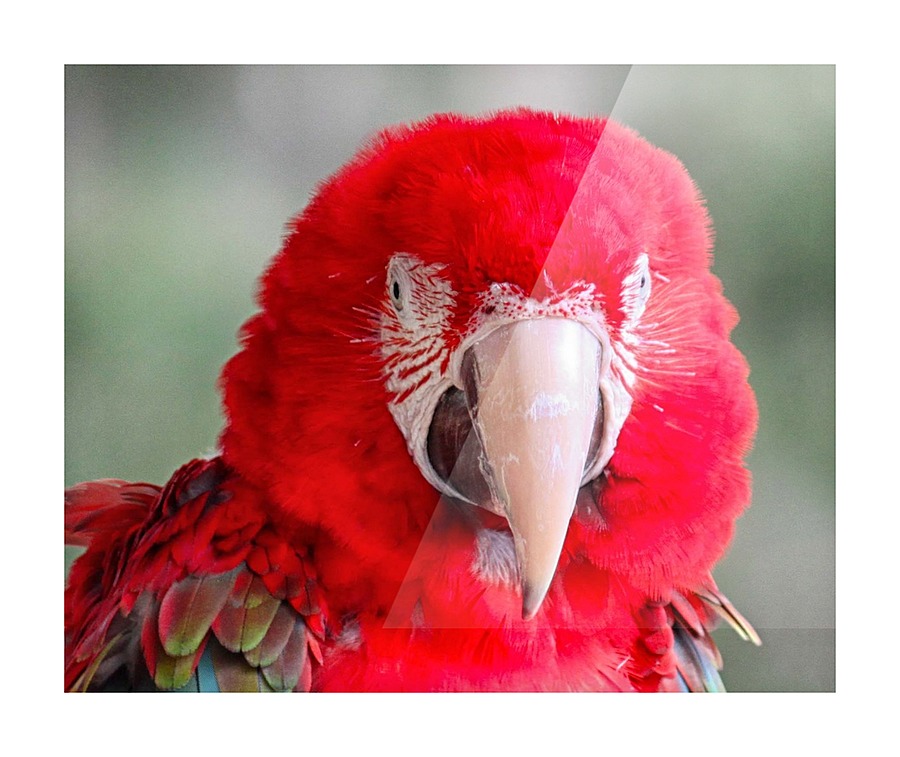 Red Parrot  Picture Frame print