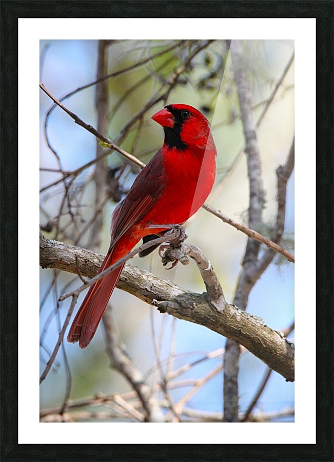 Cardinal in tree Picture Frame print