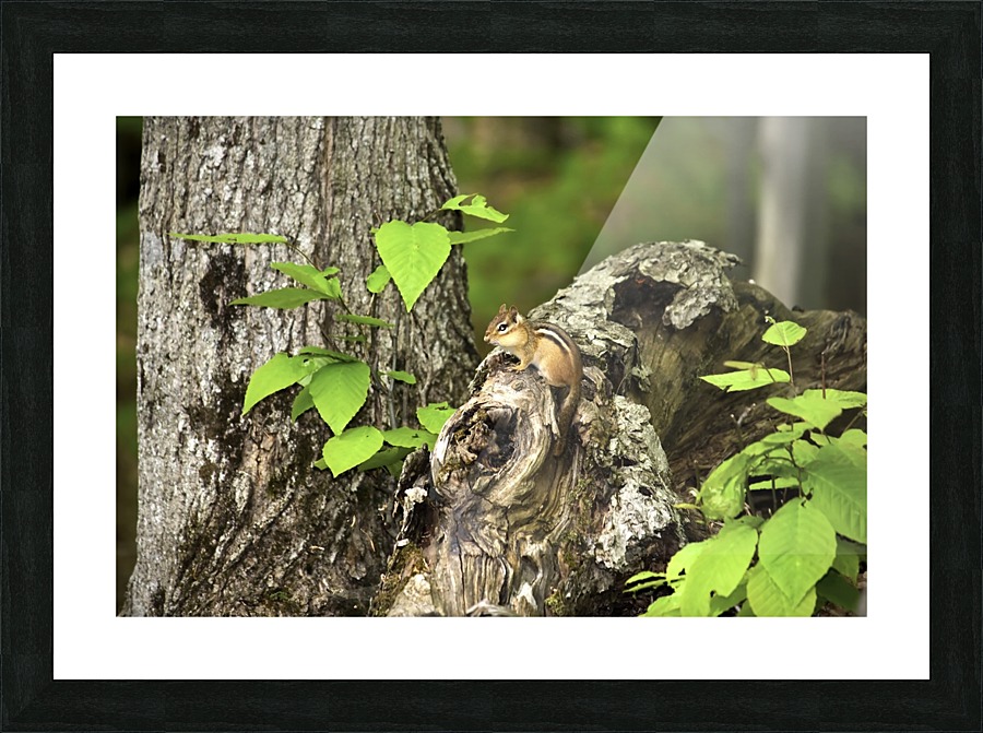 Chipmunk on tree Picture Frame print